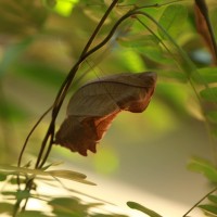 Troides darsius Gray, 1852